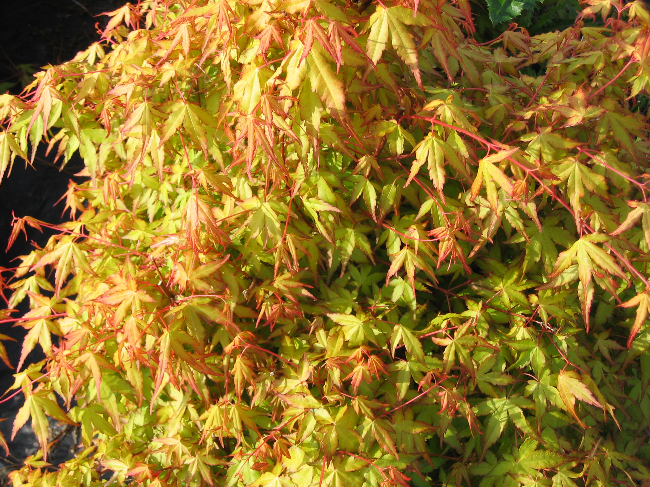 Acer palmatum Ueno Yama