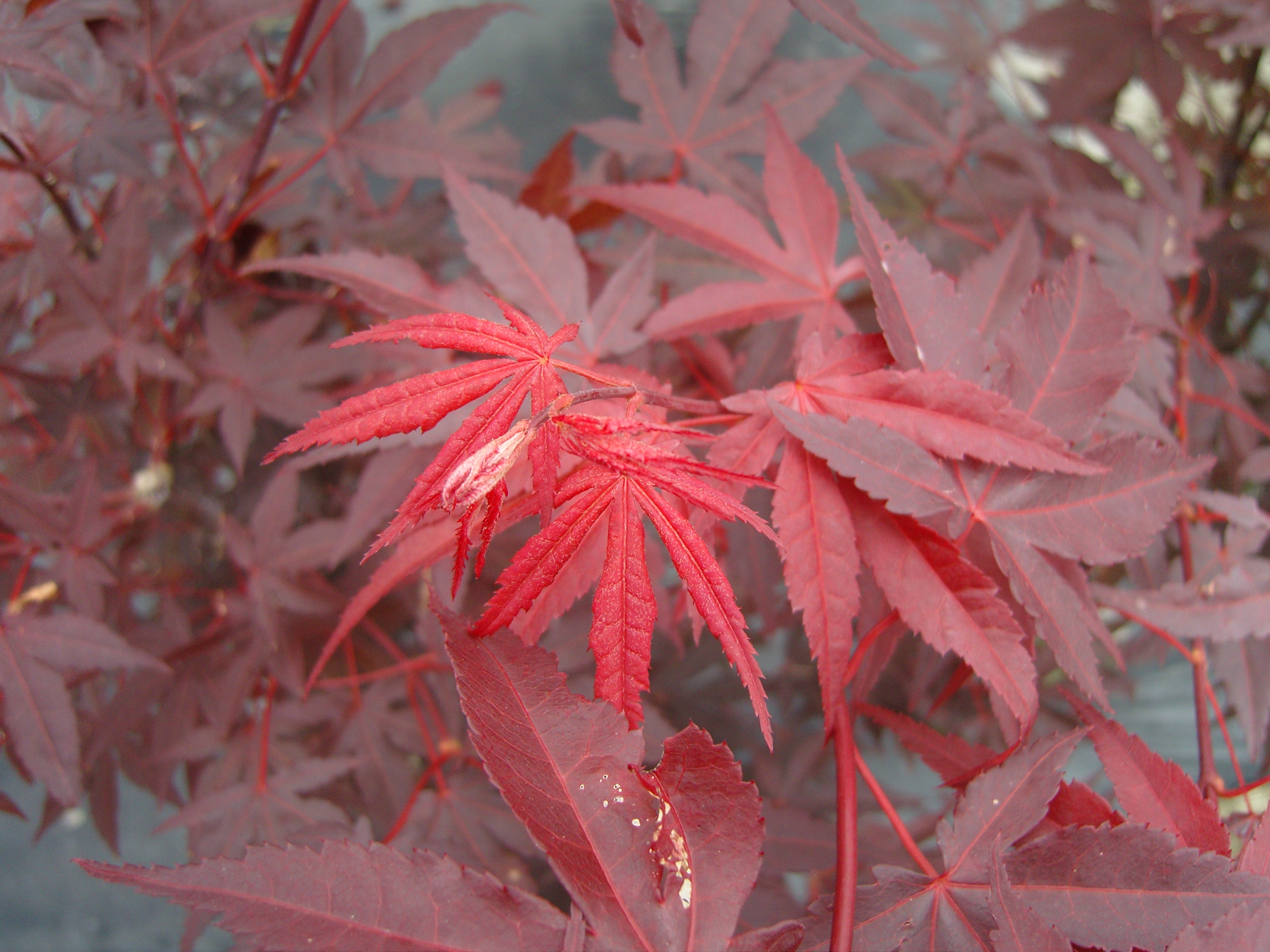 Acer palmatum Yezo Nishiki