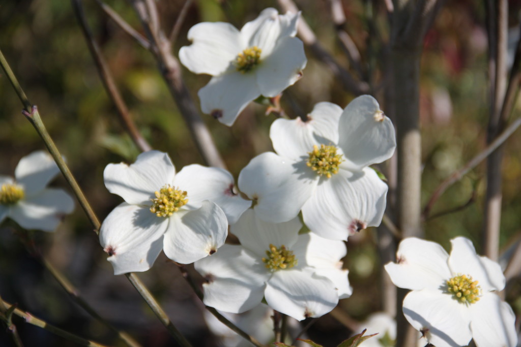 Cornus Florida Cherokee Princess   Plantes D'Aquitaine