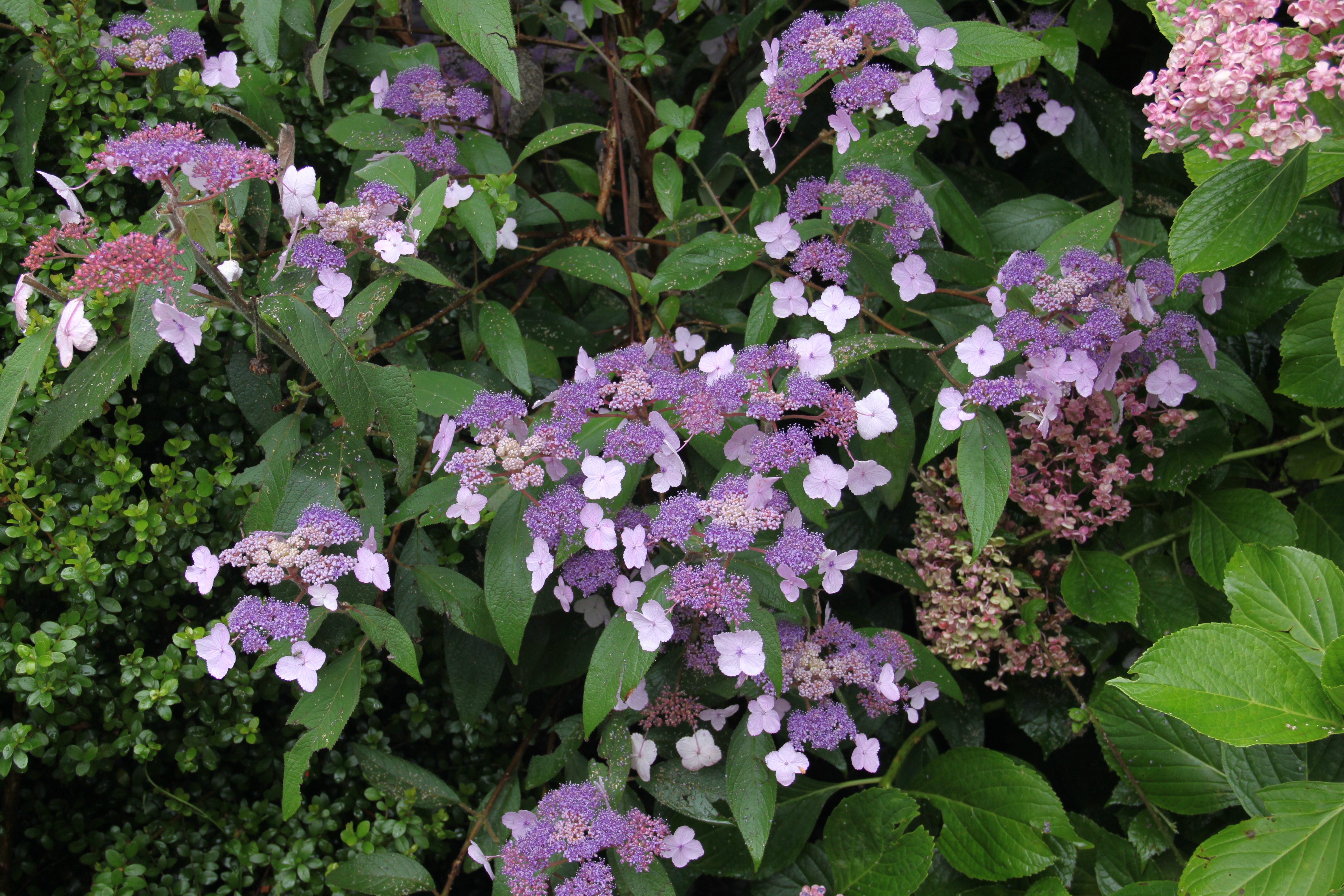 Hydrangea Villosa