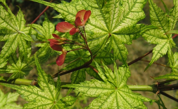 ACER palmatum Reticulatum