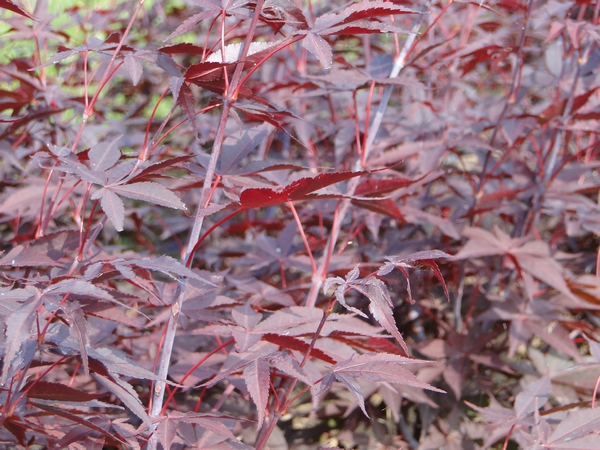 ACER palmatum Yubbaea