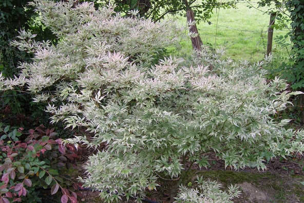 ACER palmatum Ukigomo